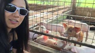 The BampB piggery farmIlocano Farmer New Yorkpiggery farm business plan philippines [upl. by Salem57]