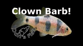 Clown Barb  Species Profile [upl. by Leirua750]