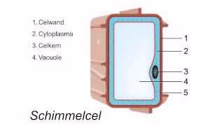 Cellen en hun onderdelen [upl. by Winny]