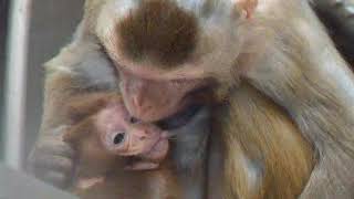 Facial communication between mother and infant macaque monkeys part 2 [upl. by Hajidak]