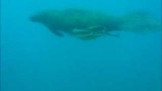 The Manatee Dive  690 Sea Ventures Marina Del Rey Fajardo Puerto Rico [upl. by Notxed460]