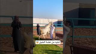 Mout ko dawaat dena part 2arabianstallion horseracing trending arabianhorse animals crazyhorse [upl. by Emelita]