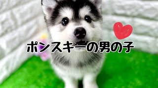 ミックス犬・ポンスキーの子犬 （平野瓜破） [upl. by Harrod996]