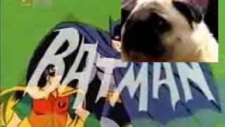 Cachorro cantando o tema de BATMAN [upl. by Eceinert]