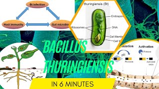 bacillus microbiology lecture Bacillus thuringiensis Easy Microbiology [upl. by Burra]