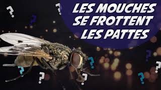 Pourquoi les mouches se frottent les pattes  🐝 [upl. by Einreb]