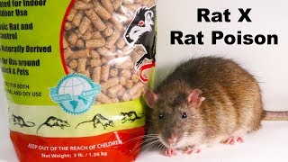 Why Rat X Is The Only Rat Poison I Will Ever Use  Safe amp Effective  Mousetrap Monday [upl. by Noiro]