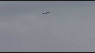 white tailed eagles in bloody bay isle of mull with sealife surveys wildlife explorer mv sula beag [upl. by Volkan]