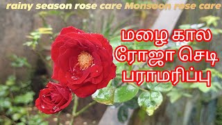 MONSOON ROSE CARE RAINY SEASON ROSE CARE ரோஜா மழை கால பிரச்சனைகள் மற்றும் பராமரிப்பு [upl. by Brass]