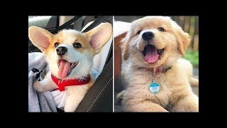 Funny Cats and Dogs Videos Compilation 2020  Funniest Dogs and Cats [upl. by Milty]