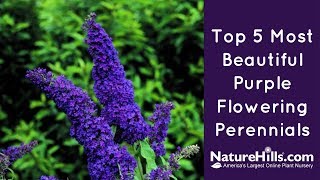 Top 5 Most Beautiful Purple Flowering Perennials  NatureHillscom [upl. by Gnof]