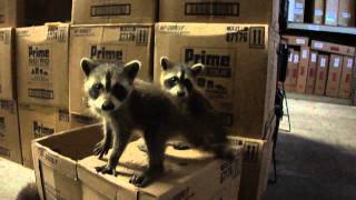 Baby Raccoons Found At Work [upl. by Gnuhn]