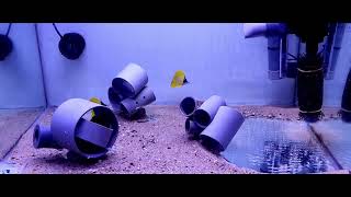 Quarantine tank running on 2200lh Powerfilter and 11 watt UV unit [upl. by Ayerhs]