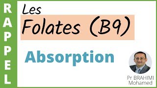 02 ABSORPTION DES FOLATES VITAMINE B9 [upl. by Ynneb561]