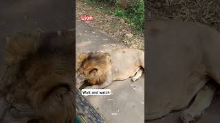 Lion Live 🦁🦁 ytshorts [upl. by Isidora]