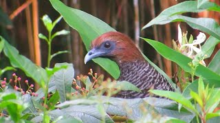 Aracuã escamoso ave silvestre Livre na natureza Ortalis squamata Scaled Chachalaca [upl. by Timi]