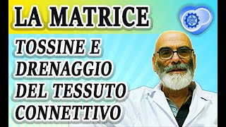 La Matrice Extracellulare del Tessuto Connettivo  Tossine e Drenaggio [upl. by Eniluqaj886]