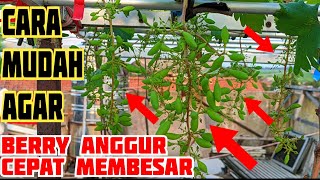 CARA MUDAH MEMBANTU BERRY ANGGUR AGAR CEPAT MEMBESAR‼️ [upl. by Jala]