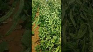 Bushy Dolichos Barbie  343 agri farming video shorts [upl. by Favrot]