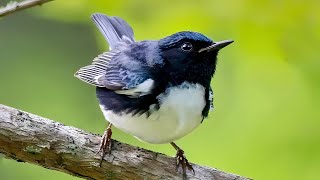 Black Throated Blue Warbler Bird 2024 [upl. by Loise]