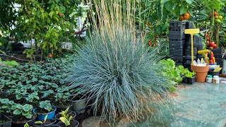 Ornamental grass propagation festuca glauca blue [upl. by Wrand806]