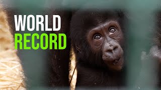 Howletts Wild Animal Park Announce World Record Which Will Almost Certainly Never Be Broken [upl. by Adnicaj]