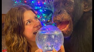 DIY SNOWGLOBE for a CHIMPANZEE    Myrtle Beach Safari [upl. by Roots916]