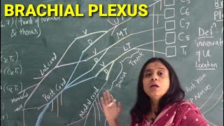 BRACHIAL PLEXUS  Easy Mnemonic  Upper Limb Anatomy [upl. by Melda61]