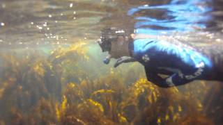 Snorkeling  Lovers Cove Avalon Catalina Island CA [upl. by Anertak625]