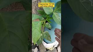 veg journey 19100 pestcontrol leafminer gardening orgenic vertical yts shortsvideo viral [upl. by Serena]