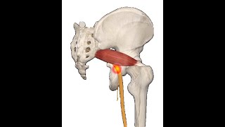 How to do a Piriformis release [upl. by Goulder]