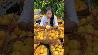 Jinxiu Huangtao Fresh Yellow Peach freshfruits peach [upl. by Labina]