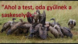 Ahol a Test Oda Gyűlnek a Saskeselyűk [upl. by Rehpotsyrhc]