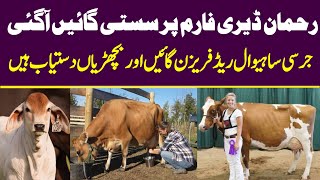 Rehman Dairy Farm  Red Friesian Cows  Jersey Cow  Red Friesian Heifers  Brahman￼ [upl. by Natal]