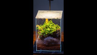 Micro landscape terrarium DIY tutorial this is an easy moss and creeping figs terrarium [upl. by Neira508]