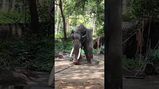 ആനയുടെ തലയണകൾ yt ytshorts ytshortsindia ytshort ytviral kerala funny elephantloverskerala [upl. by Nnylamme]