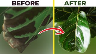 Fiddle Leaf Fig BROWN SPOTS Treatment Do This ASAP [upl. by Tommie]