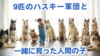 ９匹のハスキー大家族と、一緒に育った子どもたち！最高にもふもふで心温まる光景が、ここに……♡ [upl. by Euqnimod]