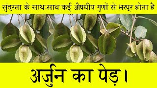 Arjun Plant  Terminalia Arjuna  अर्जुन वृक्ष की क्या हैं प्रमुख विशेषताएँ विशेषज्ञ से जानिए [upl. by Imogene]