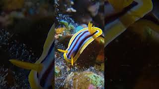 Chromodoris quadricolor [upl. by Acinimod]