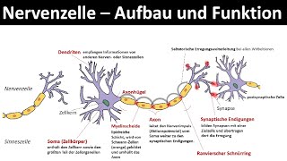 Nervenzelle  Neuron  Aufbau und Funktion Biologie Neurobiologie Oberstufe [upl. by Aramaj]