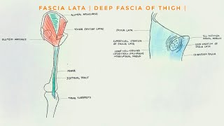 Fascia Lata  Deep fascia of thigh Modifications I Iliotibial tract and Saphenous opening [upl. by Neirb792]