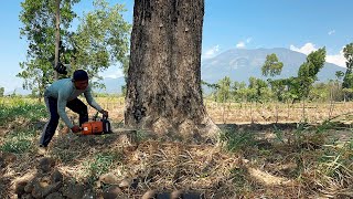 Fastest… cut down 3 huge trees with strongest chainsaw ‼️ [upl. by Madancy]