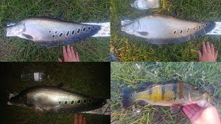 3 clown knifefish I caught on the same day in South Florida [upl. by Barney32]