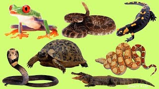 Learn names and Sound Amphibians and reptiles in English for Children [upl. by Oiznun536]