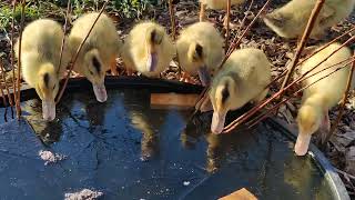 Silver Appleyards Ducklings first swim [upl. by Craggie]