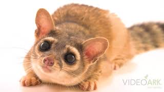 A ringtail Bassariscus astutus arizonensis at the Miller Park Zoo [upl. by Isied]