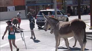 Superior Arizonas 1st annual October 12 2019 Donkey Race [upl. by Ocnarf822]