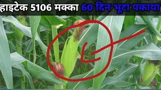 हाइटेक 5106 मक्का 60 दिन भूटा पक्का गया  hi tech 5106 Mecca  hybrid makka  hybrid maize seeds [upl. by Llenad]