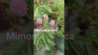 Mimosa pudica flowersSensitive plant [upl. by Ludlew]